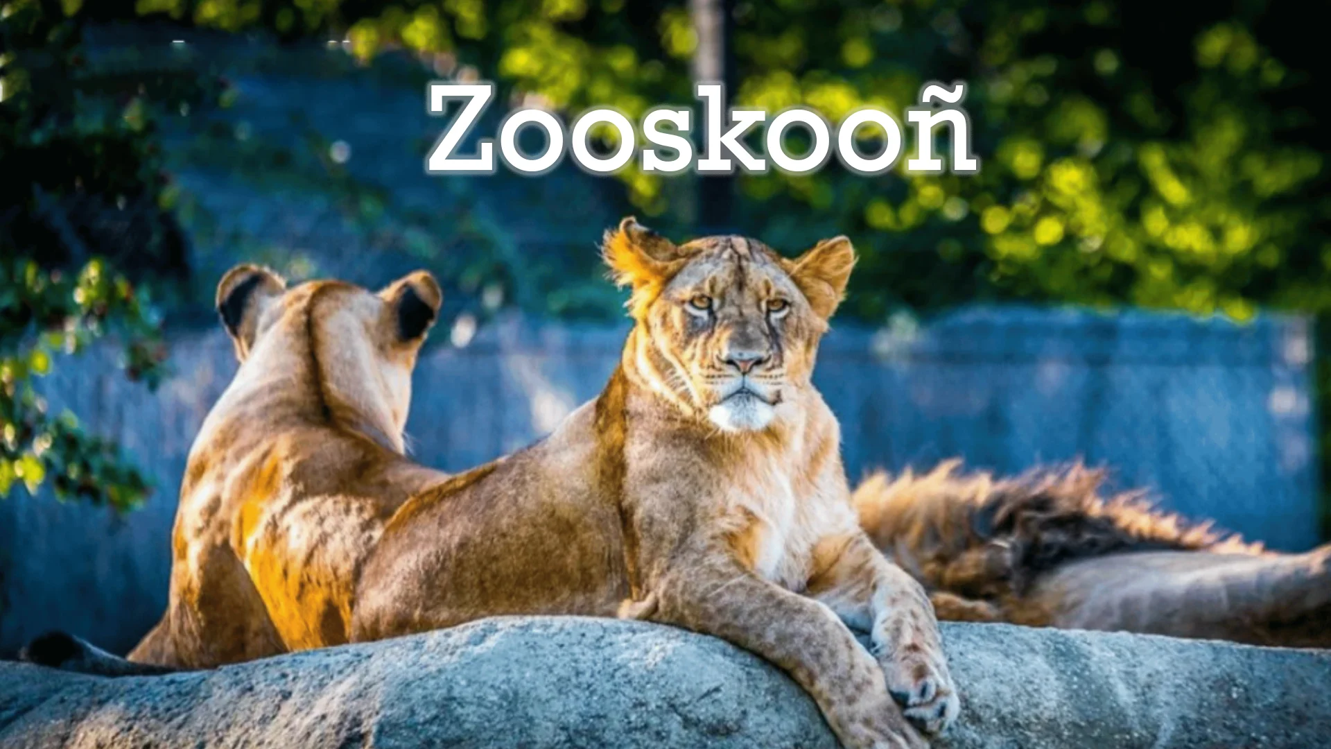 Zooskooñ Exploring Its Meaning, Origin, and Cultural Significance